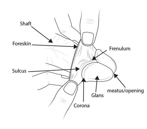 Sulcus Of Glans Penis